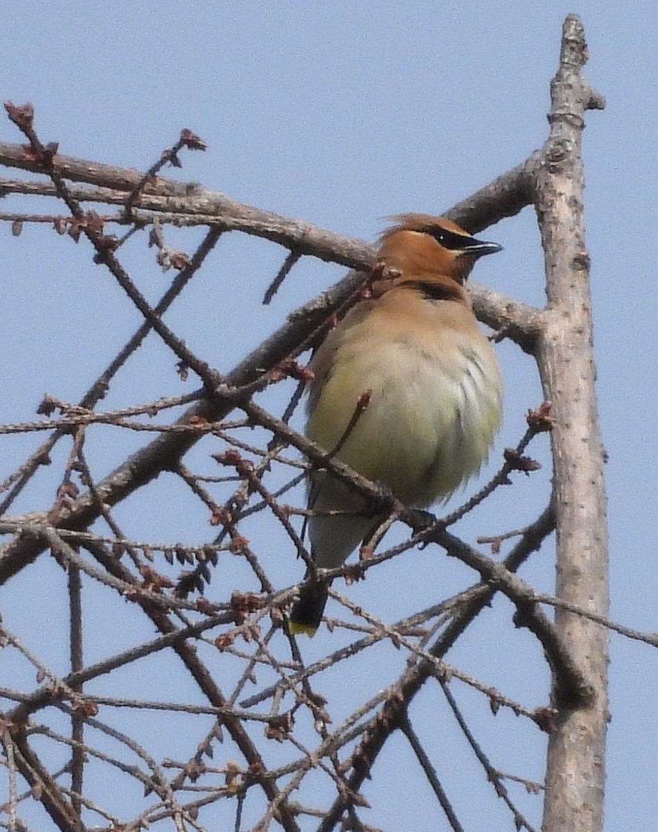 Cedar Waxwing - ML638508563