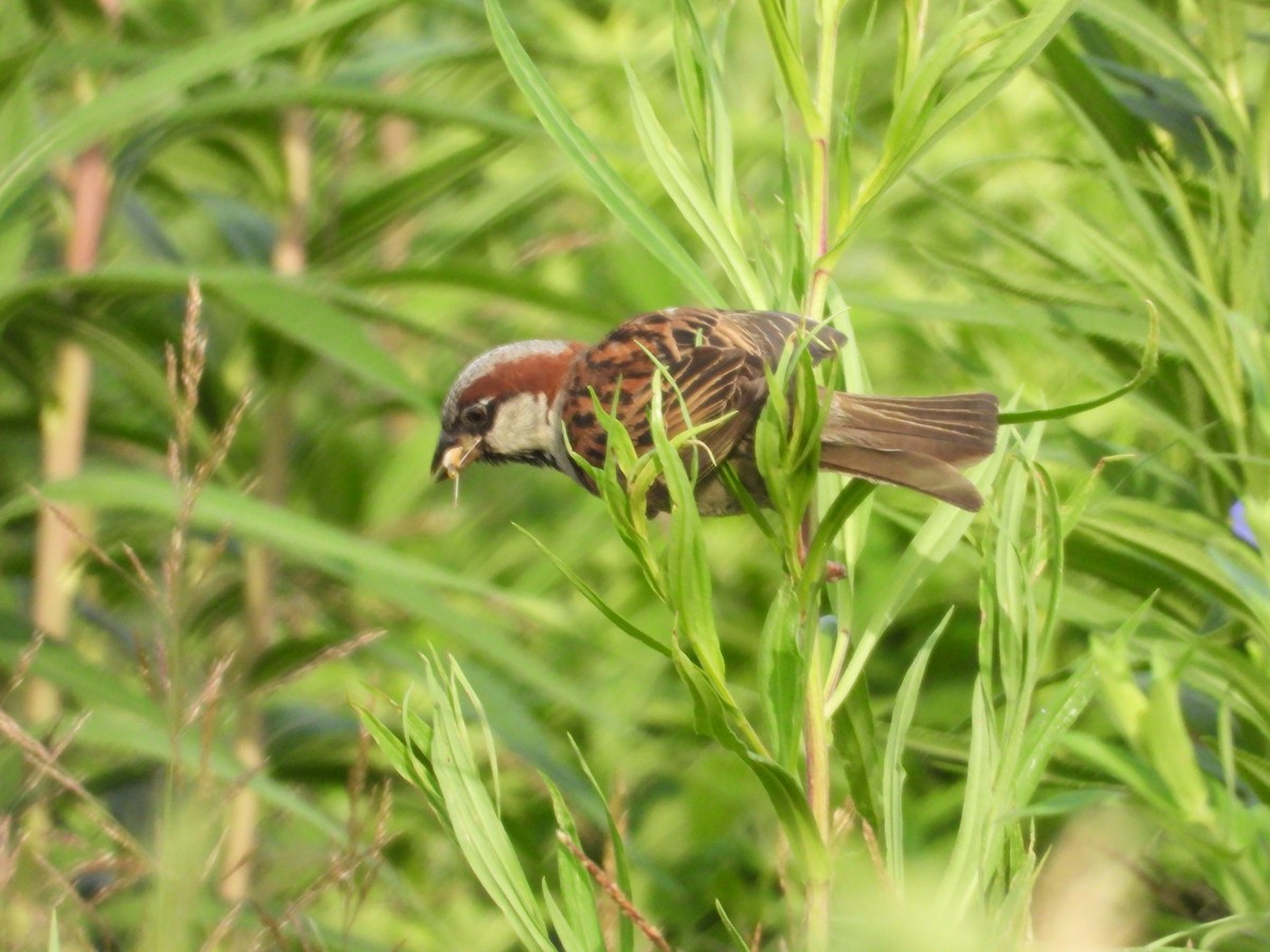 House Sparrow - ML638508564