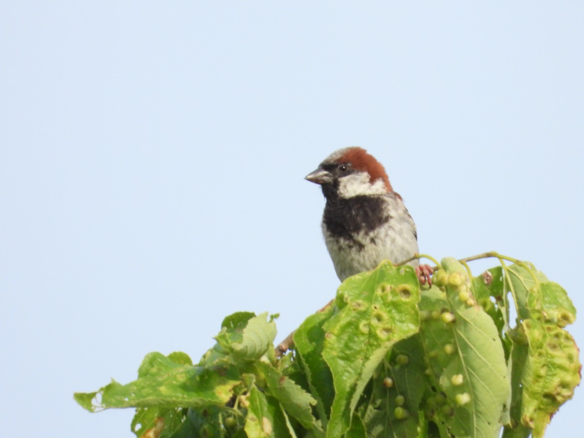 House Sparrow - ML638508565