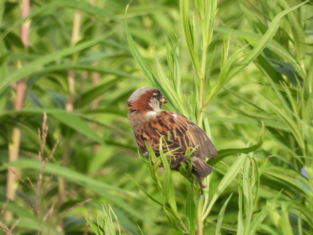 House Sparrow - ML638508567