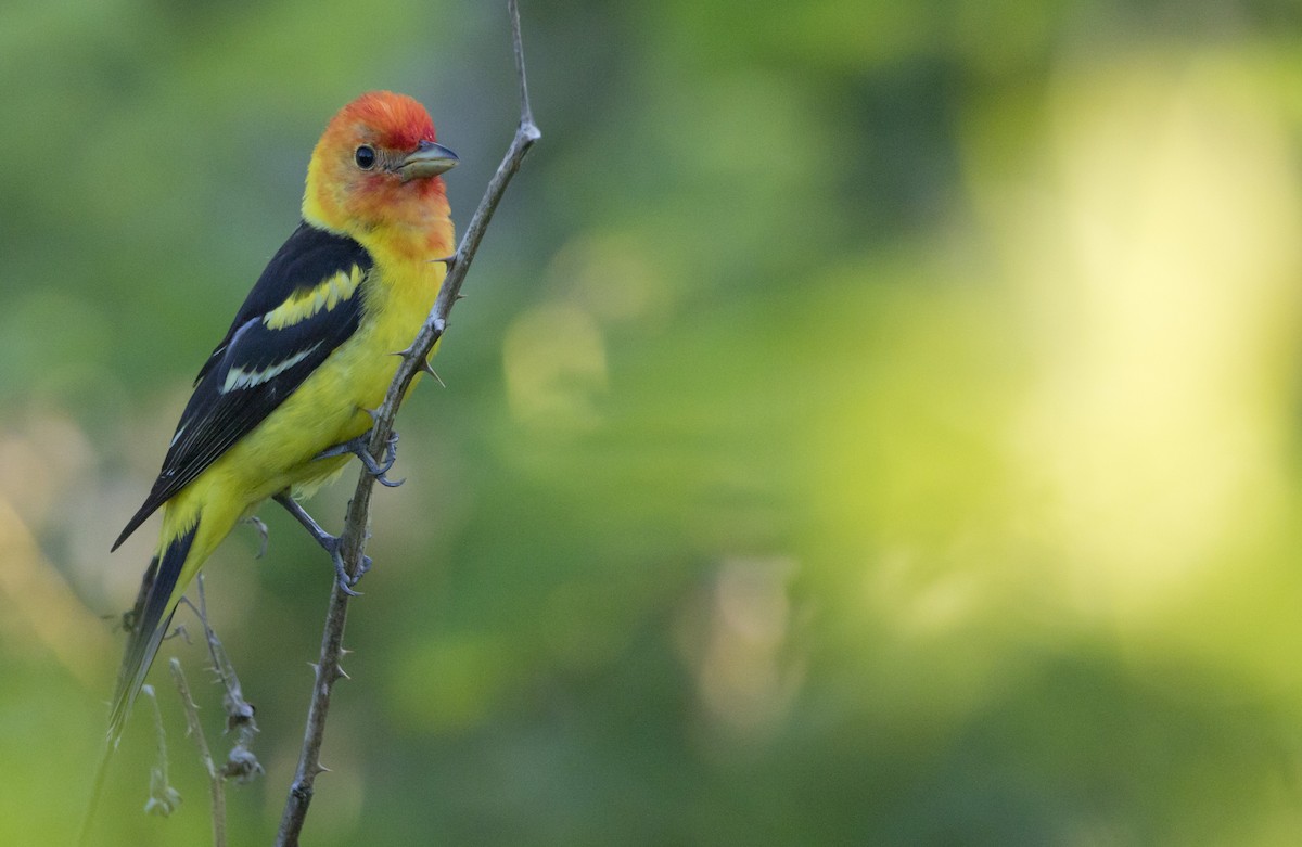 Western Tanager - ML638508568