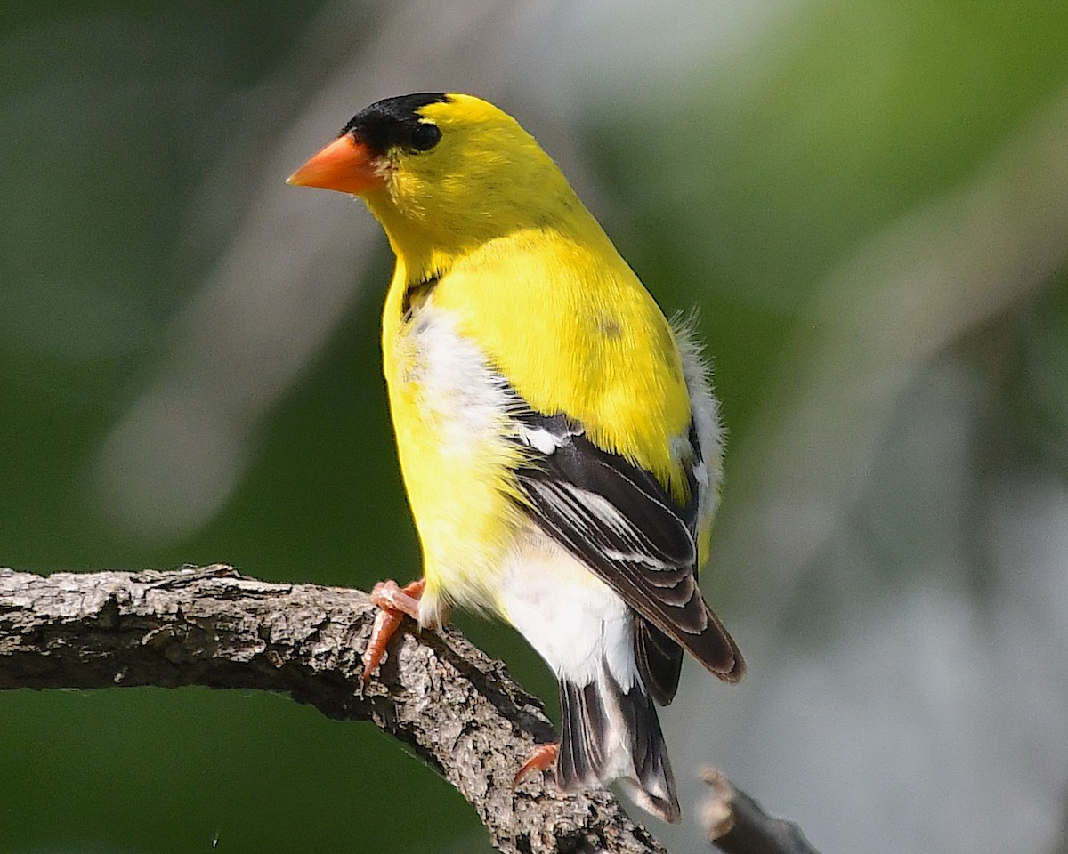 American Goldfinch - ML638508569