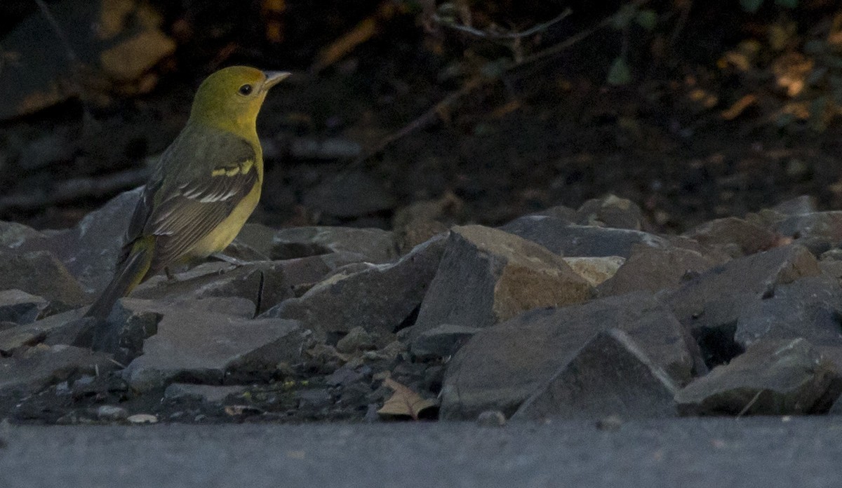 Western Tanager - ML638508570