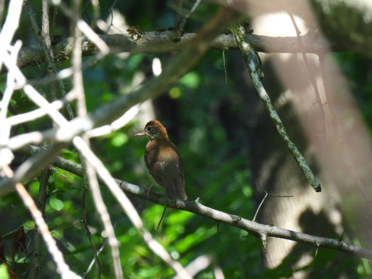 Wood Thrush - ML638508571