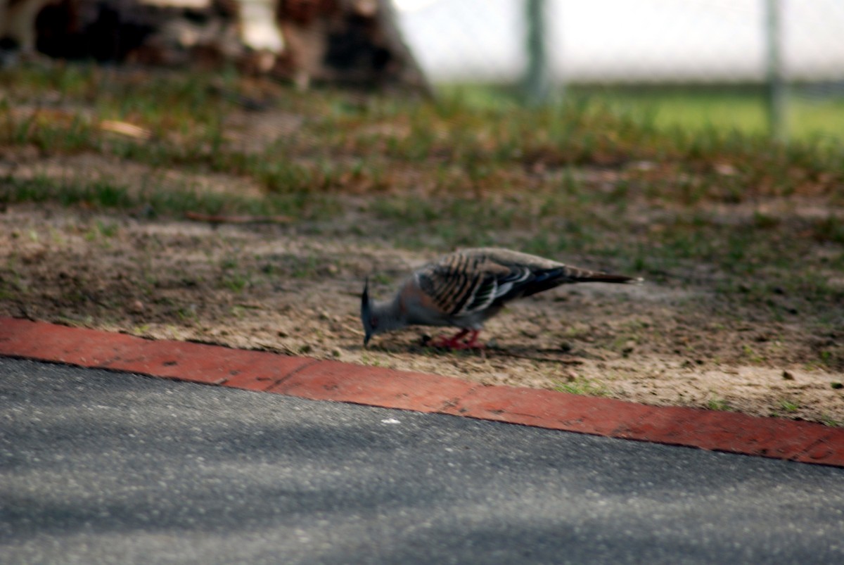 Crested Pigeon - ML638508572