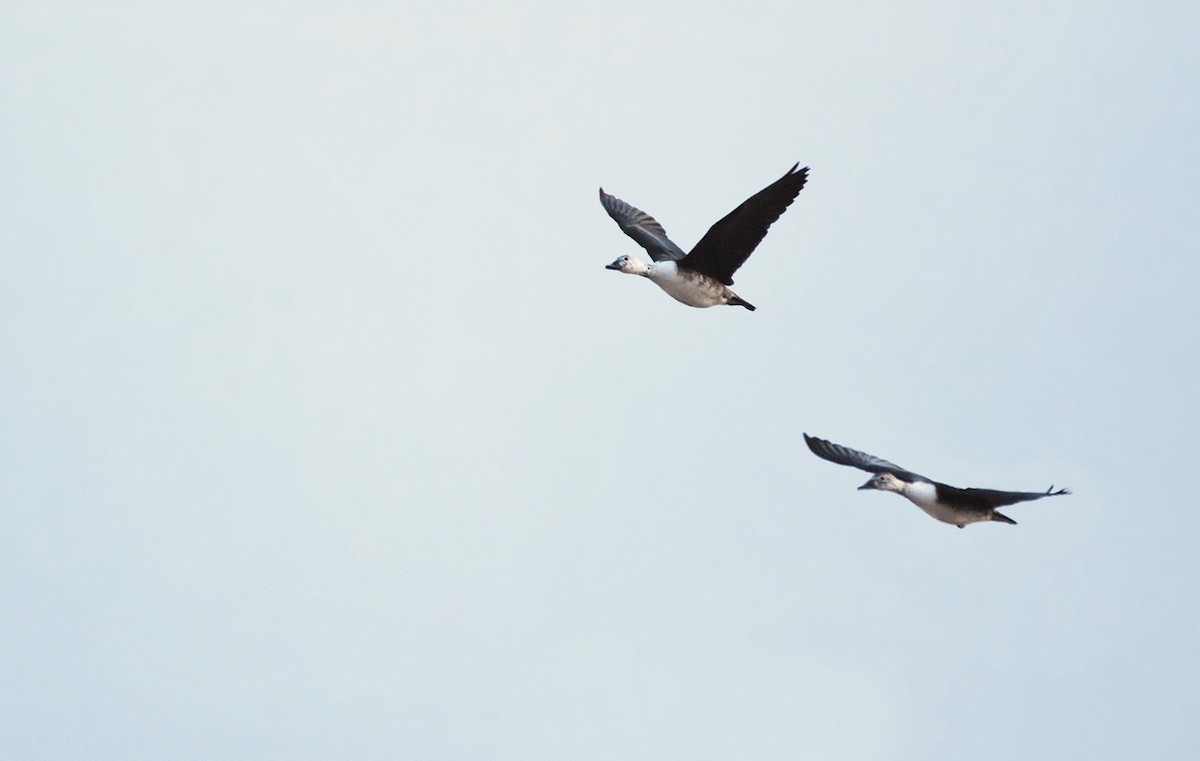 Шишконосая утка - ML638508573