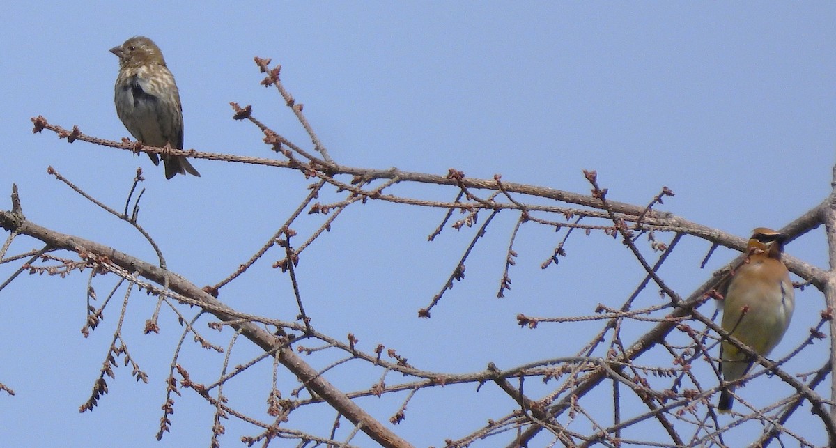 Purple Finch - ML638508576