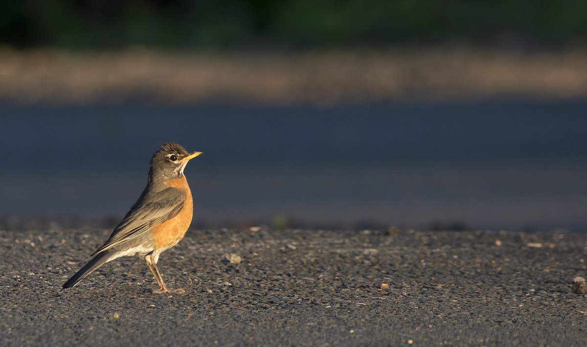 American Robin - ML638508578