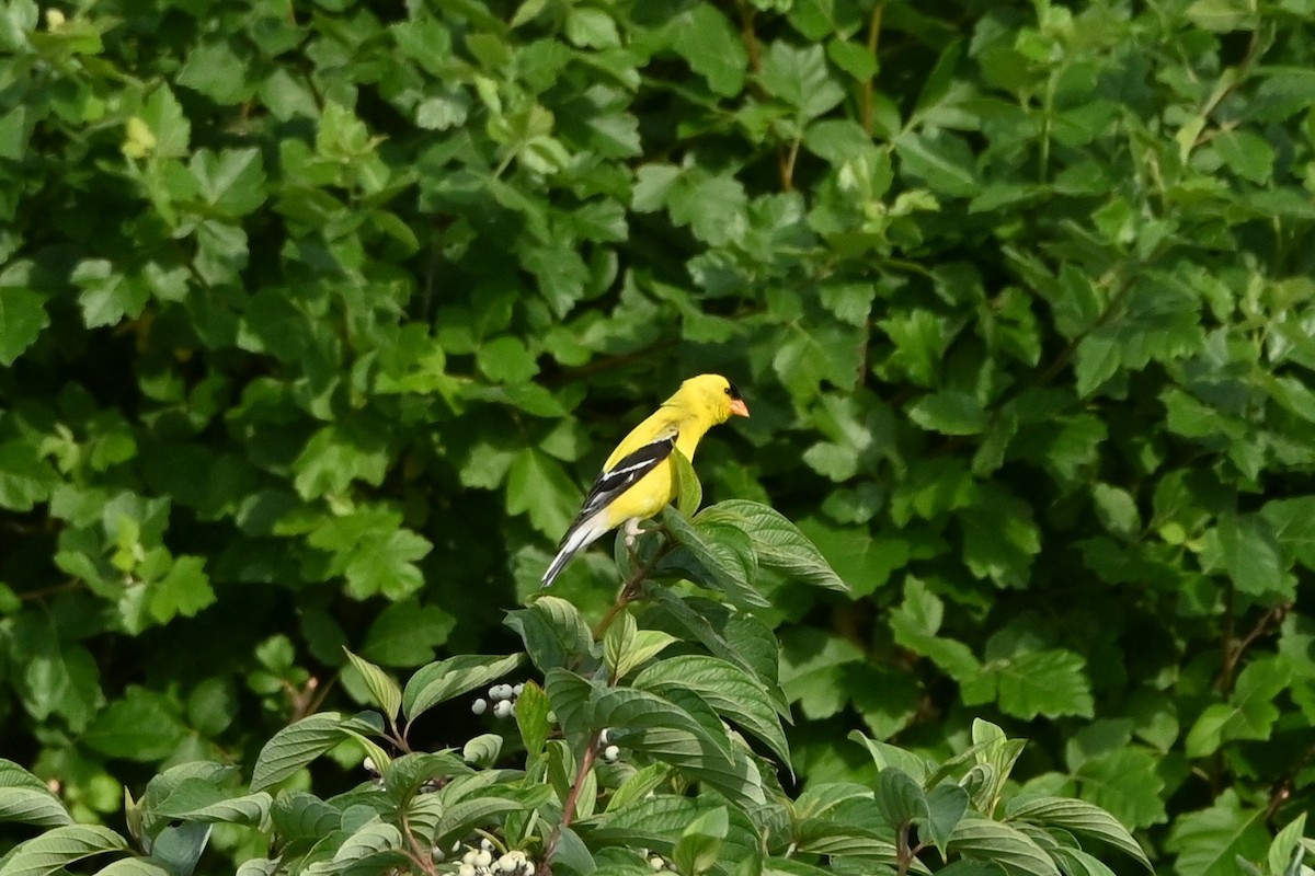 American Goldfinch - ML638508579