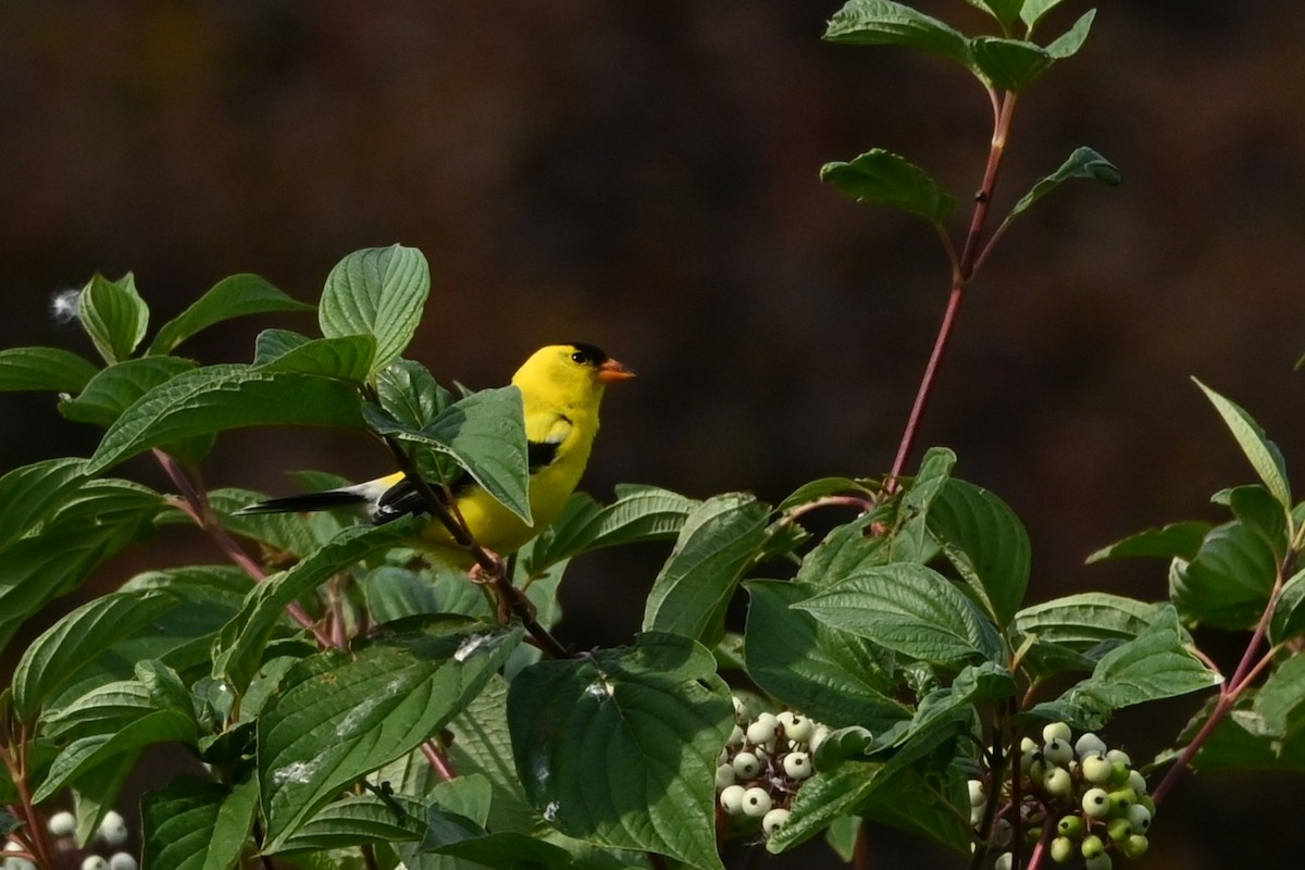 American Goldfinch - ML638508580