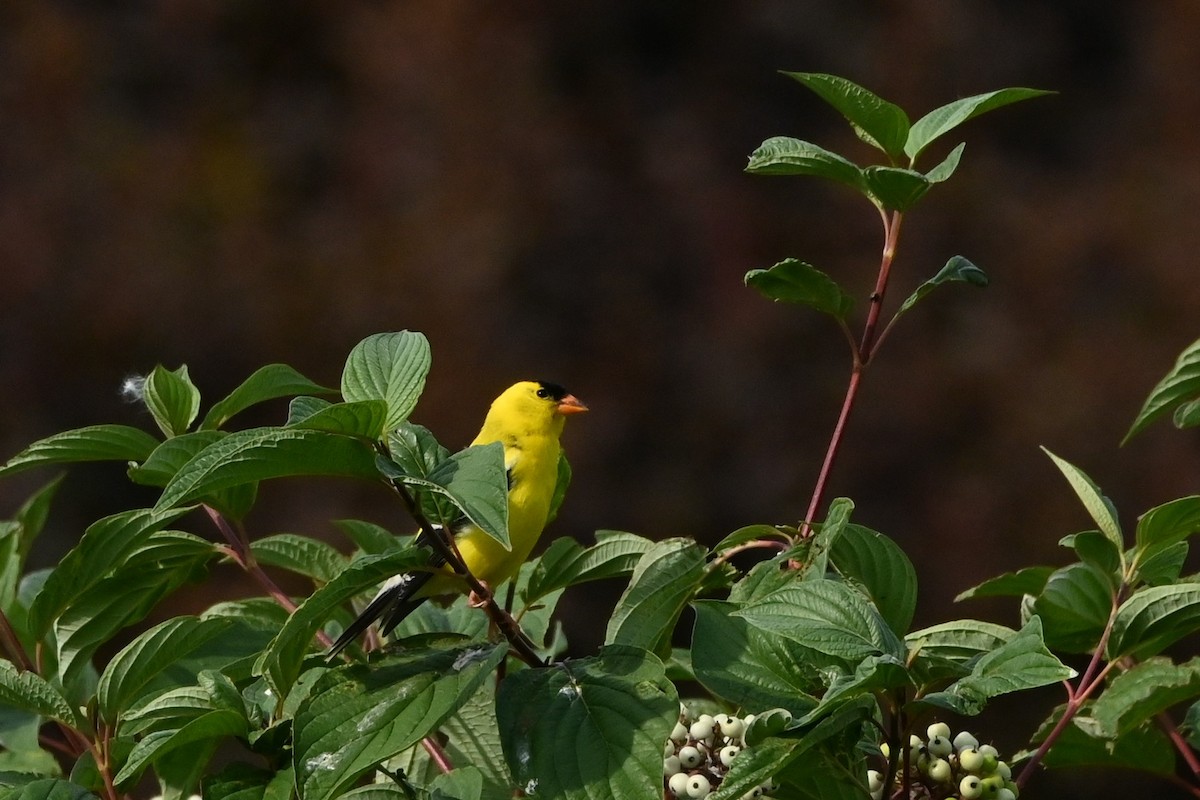 American Goldfinch - ML638508581