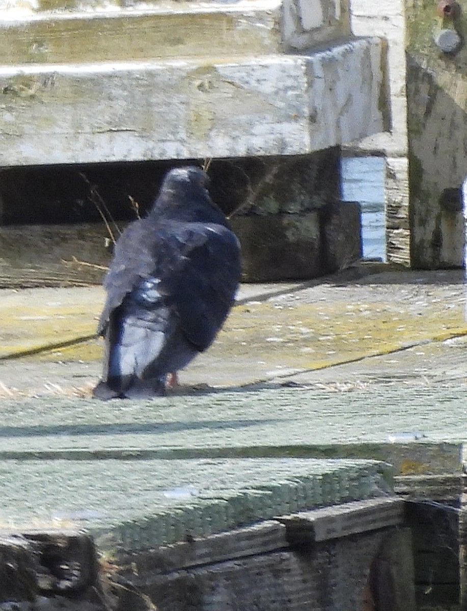Rock Pigeon (Feral Pigeon) - ML638508593