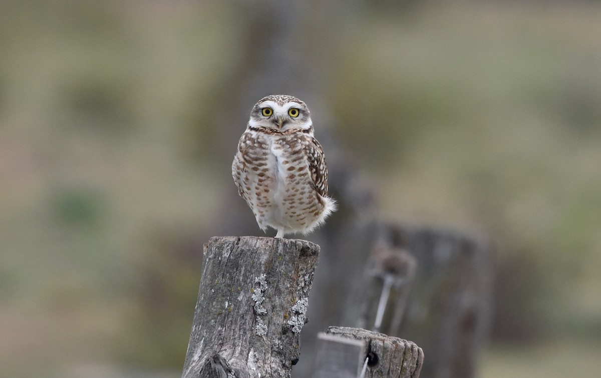 Кроличий сыч - ML638508600