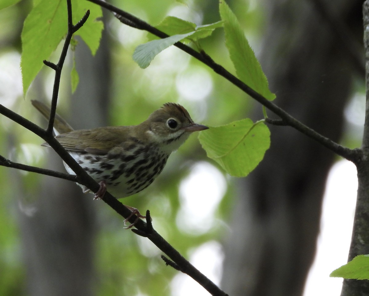 Ovenbird - ML638508603