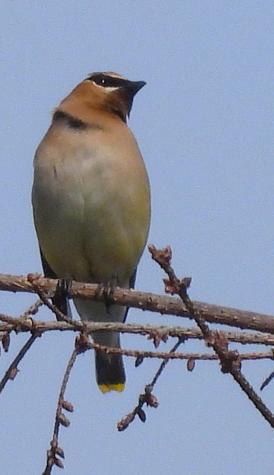 Cedar Waxwing - ML638508613