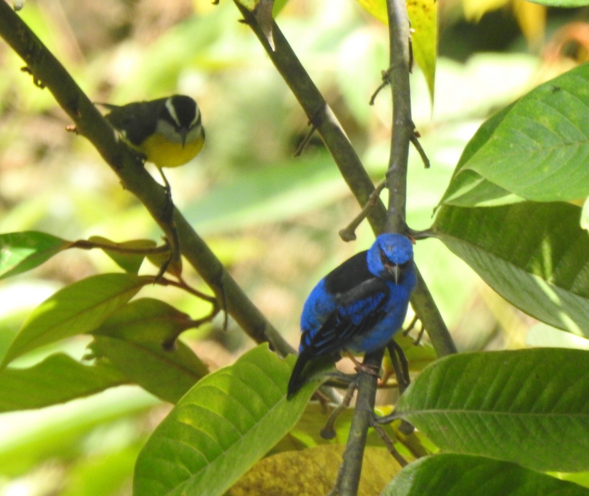 Blue Dacnis - ML638508617
