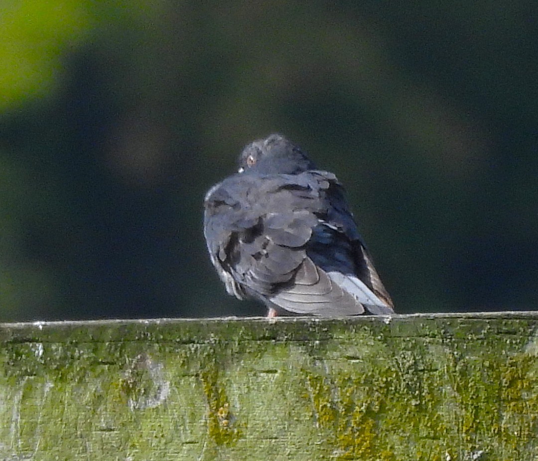 Rock Pigeon (Feral Pigeon) - ML638508618