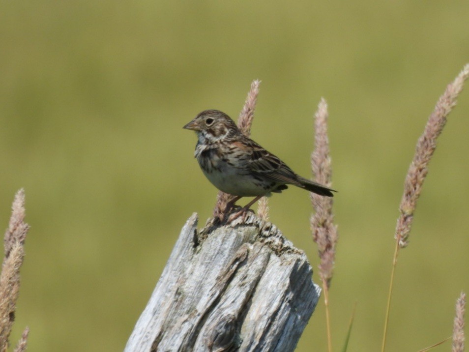 Vesper Sparrow - ML638508625