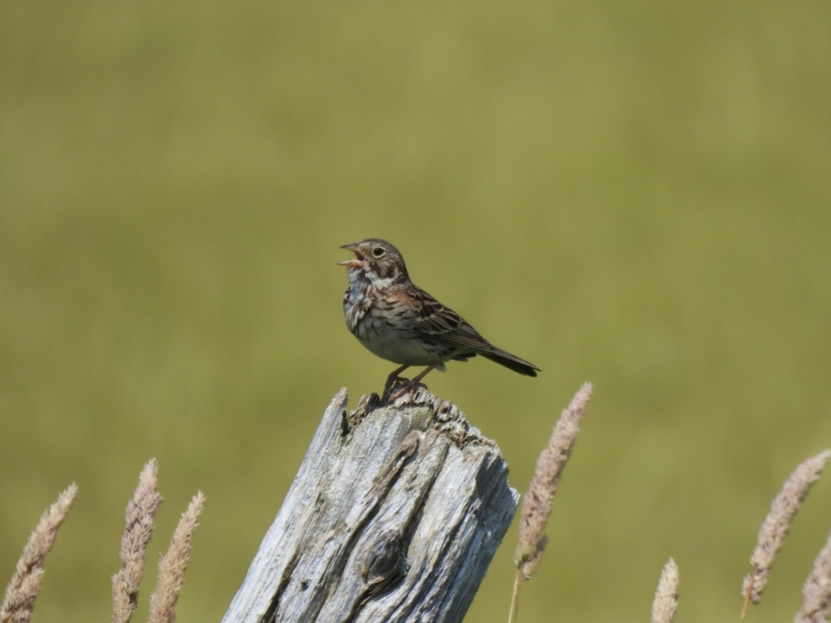 Vesper Sparrow - ML638508626