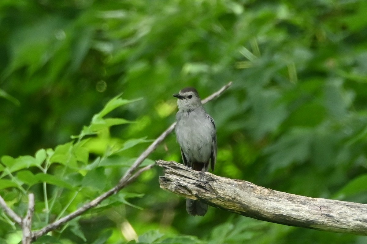 Katzenspottdrossel - ML638508636