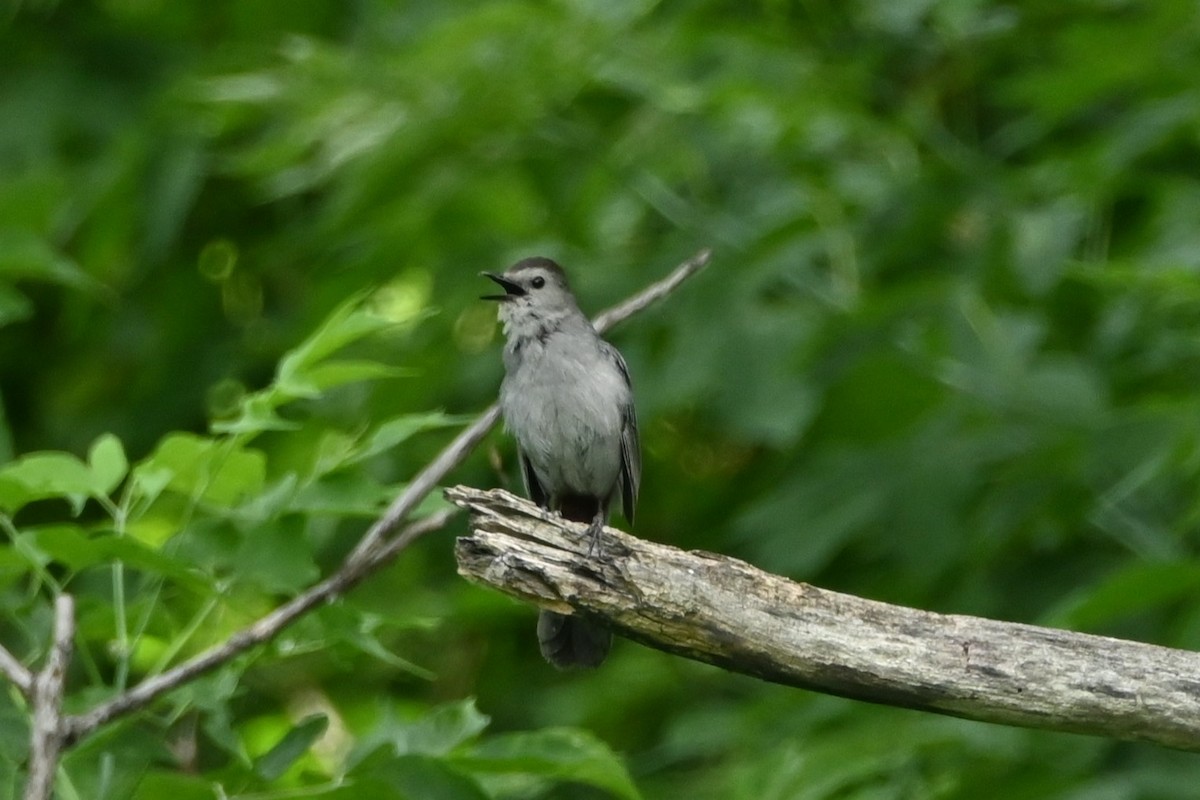 Katzenspottdrossel - ML638508637