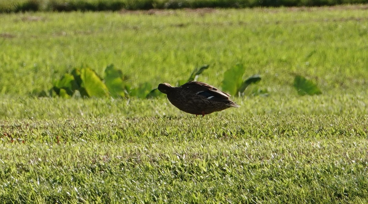 Hawaiian Duck - ML638508640