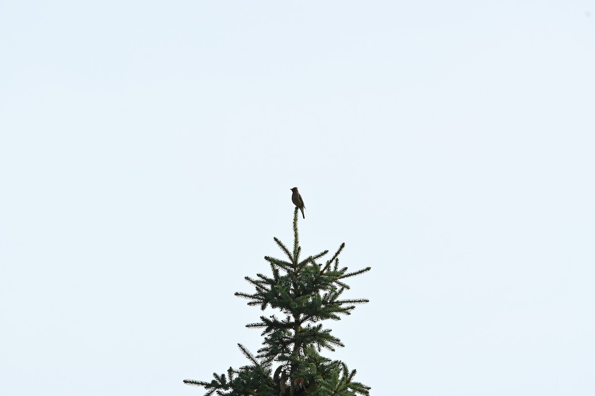 Cedar Waxwing - ML638508647