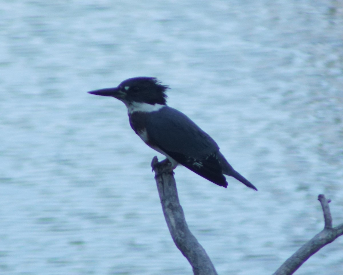 Belted Kingfisher - ML638508649
