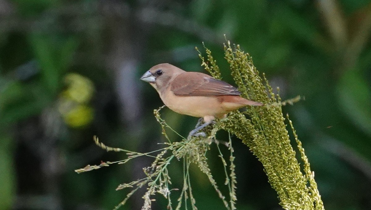 African Silverbill - ML638508655
