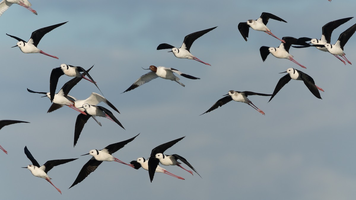 Pied Stilt - ML638508656