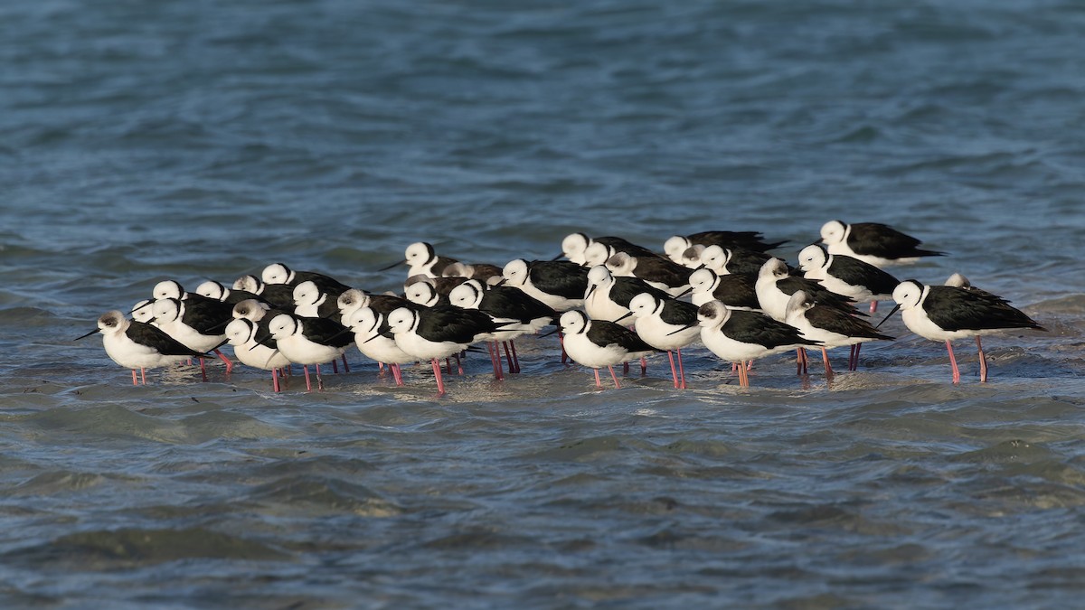 Pied Stilt - ML638508658