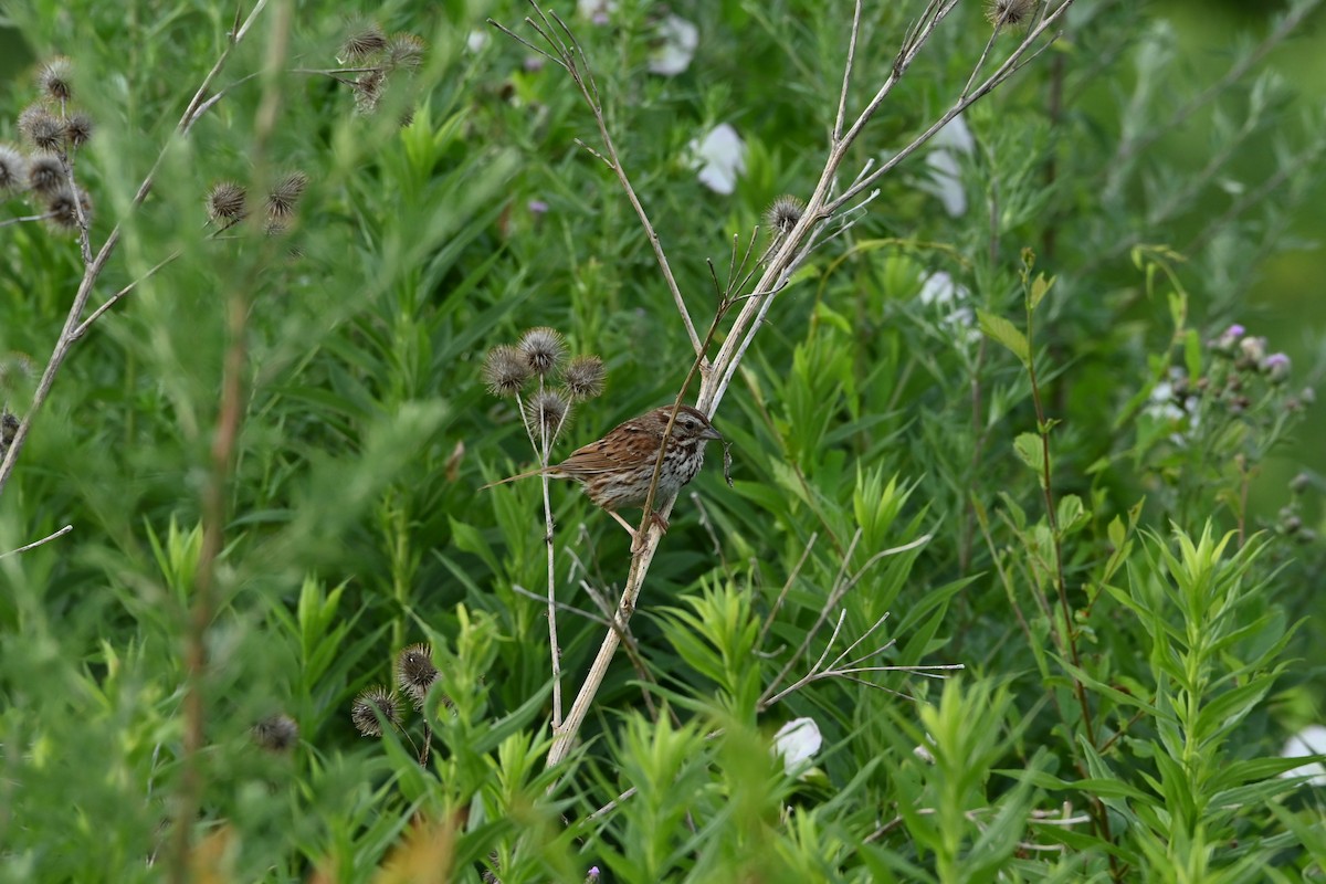 Song Sparrow - ML638508682
