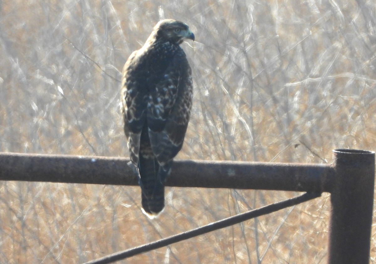 Red-tailed Hawk - ML638508691
