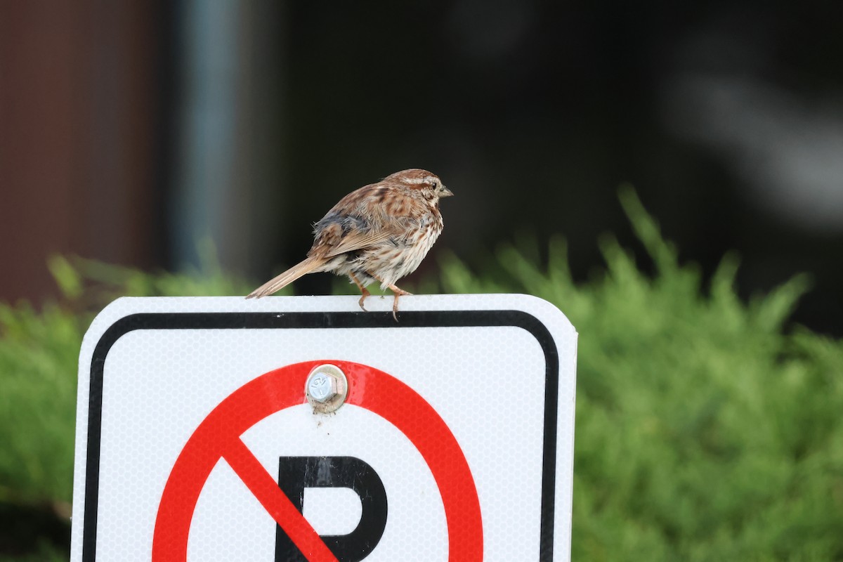 Song Sparrow - ML638508704
