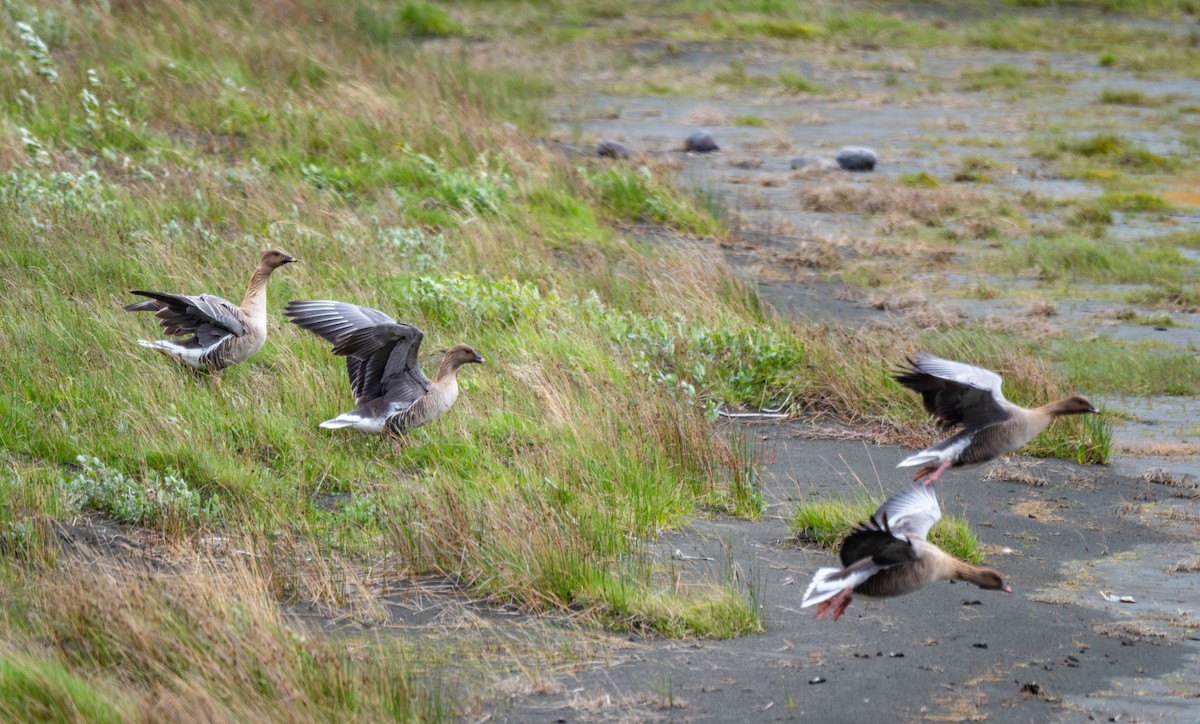 Pink-footed Goose - ML638508711