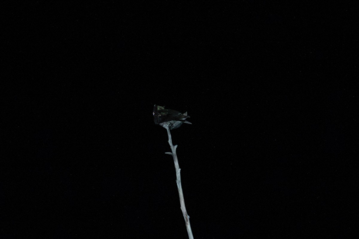 Great Eared-Nightjar (Great) - ML638508747