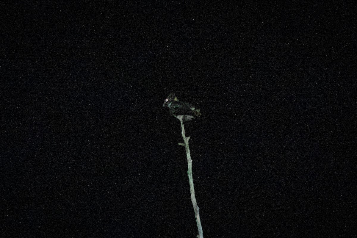 Great Eared-Nightjar (Great) - ML638508748