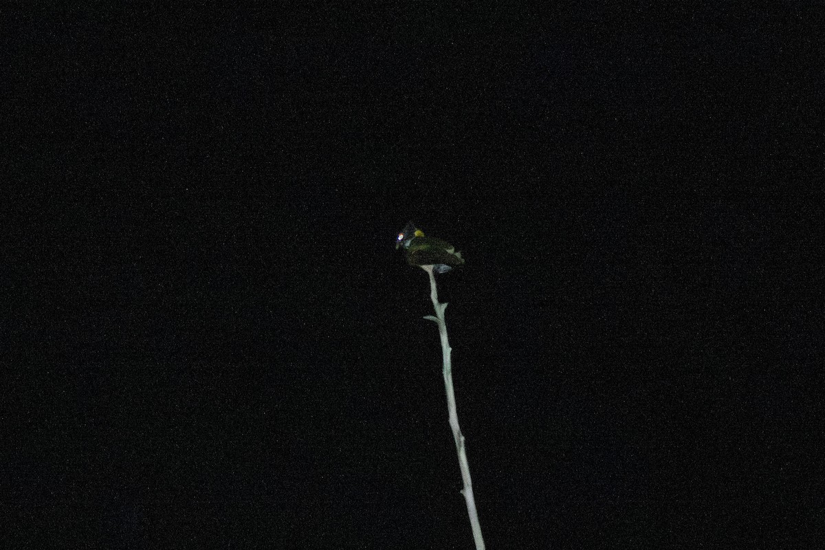 Great Eared-Nightjar (Great) - ML638508749