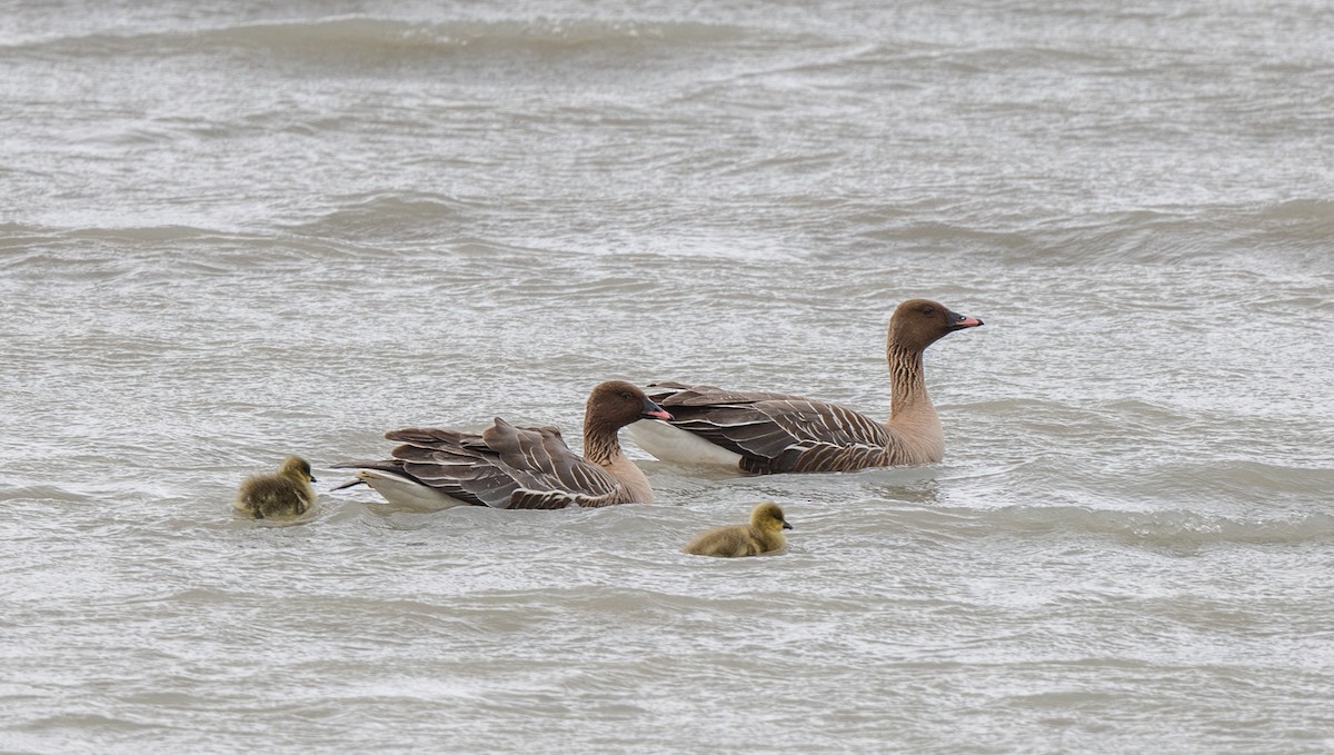 Pink-footed Goose - ML638508759