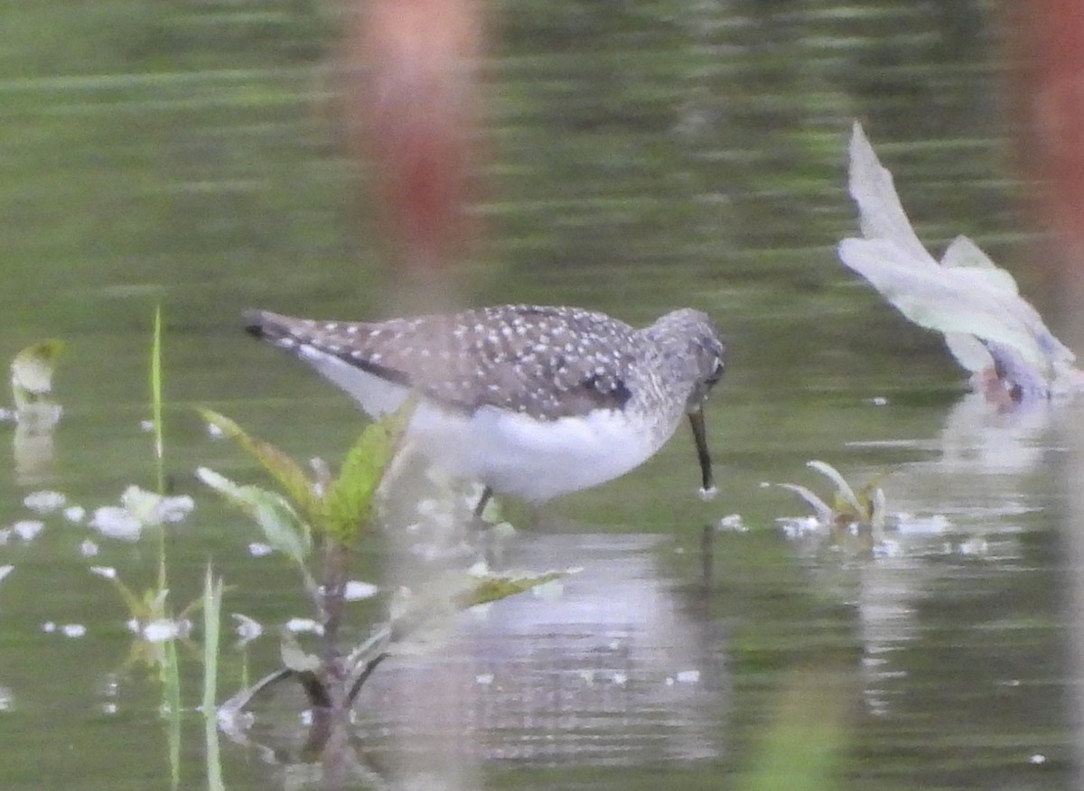 Einsiedelwasserläufer - ML638508766