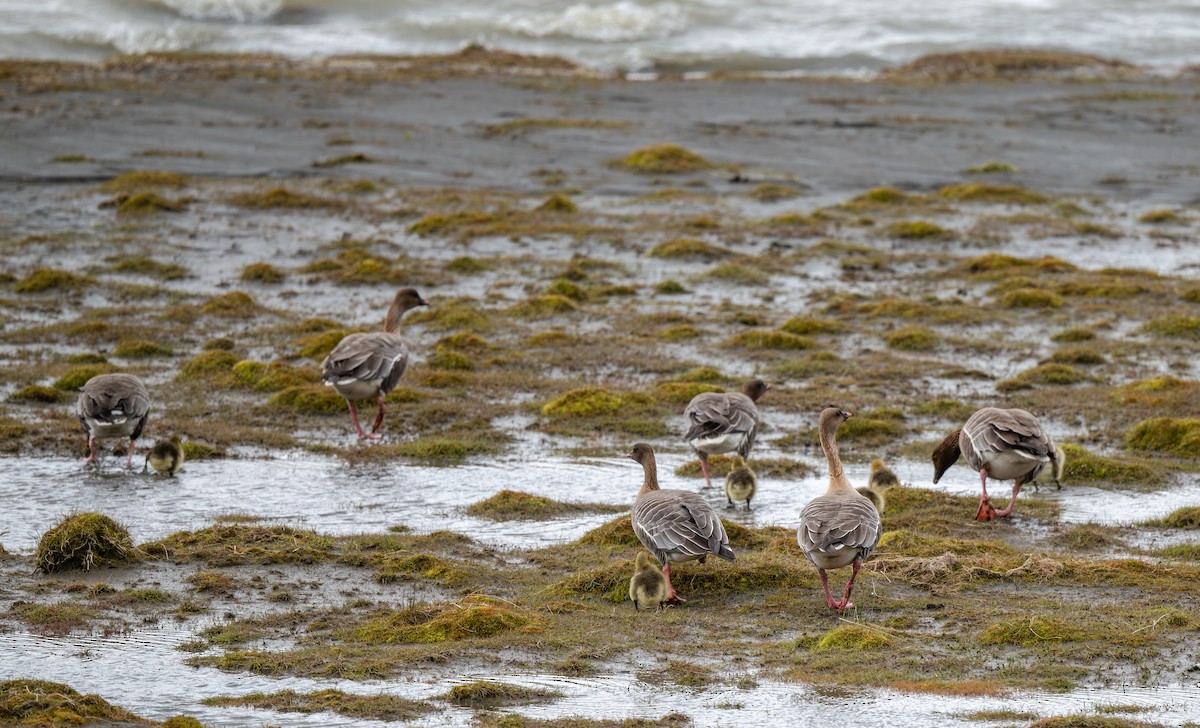 Pink-footed Goose - ML638508767