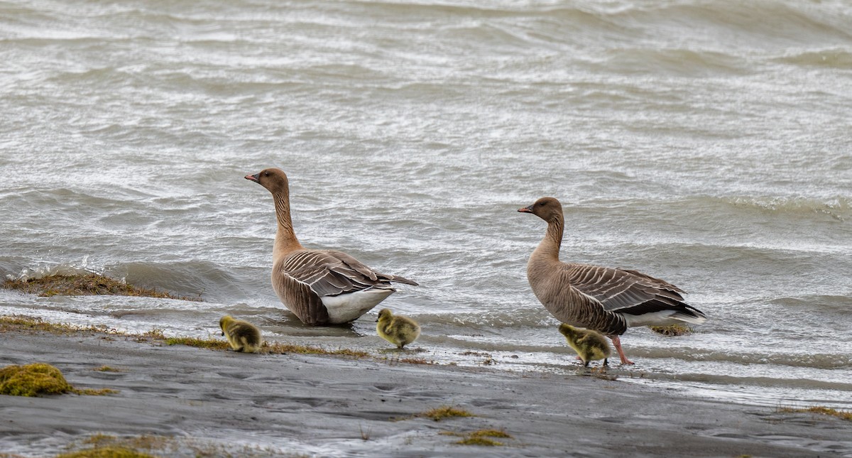 Pink-footed Goose - ML638508770