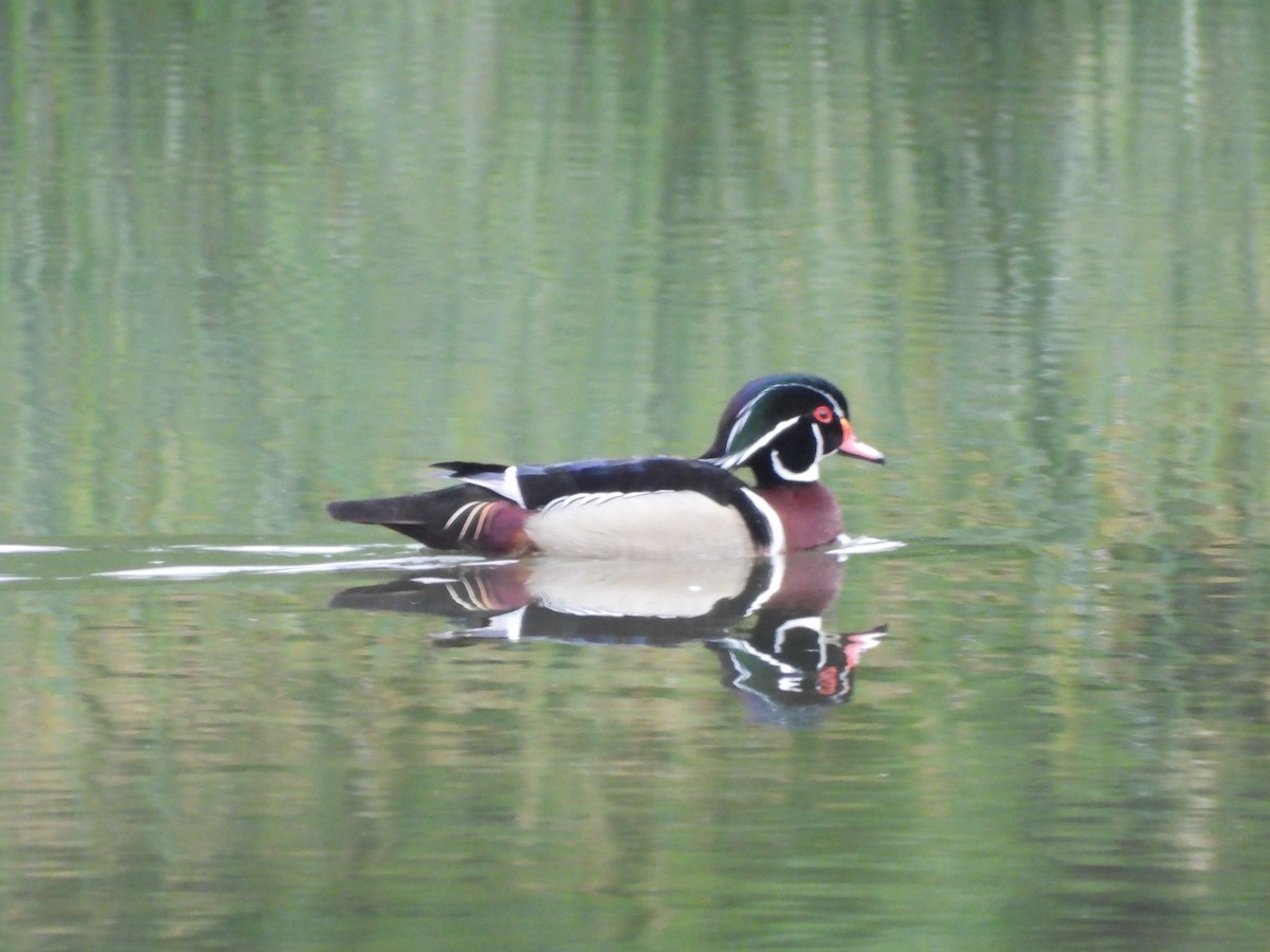 Wood Duck - ML638508771