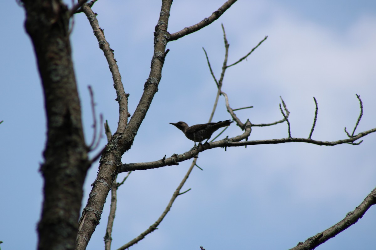 Northern Flicker - ML638508784