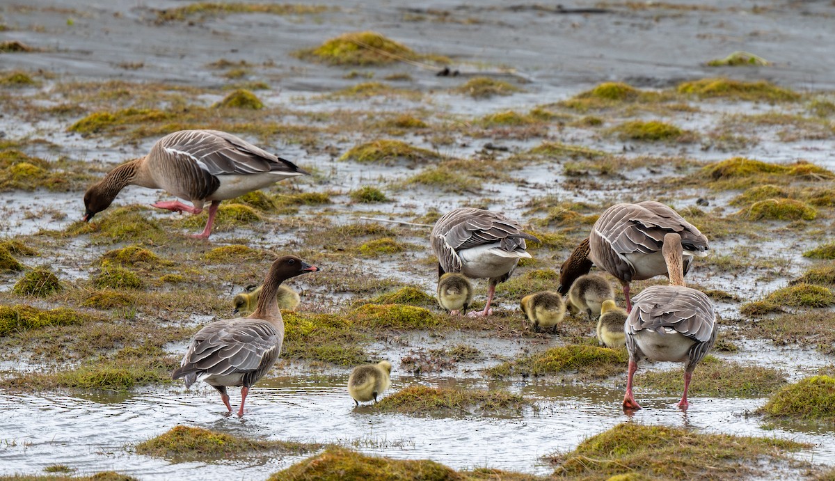 Pink-footed Goose - ML638508787