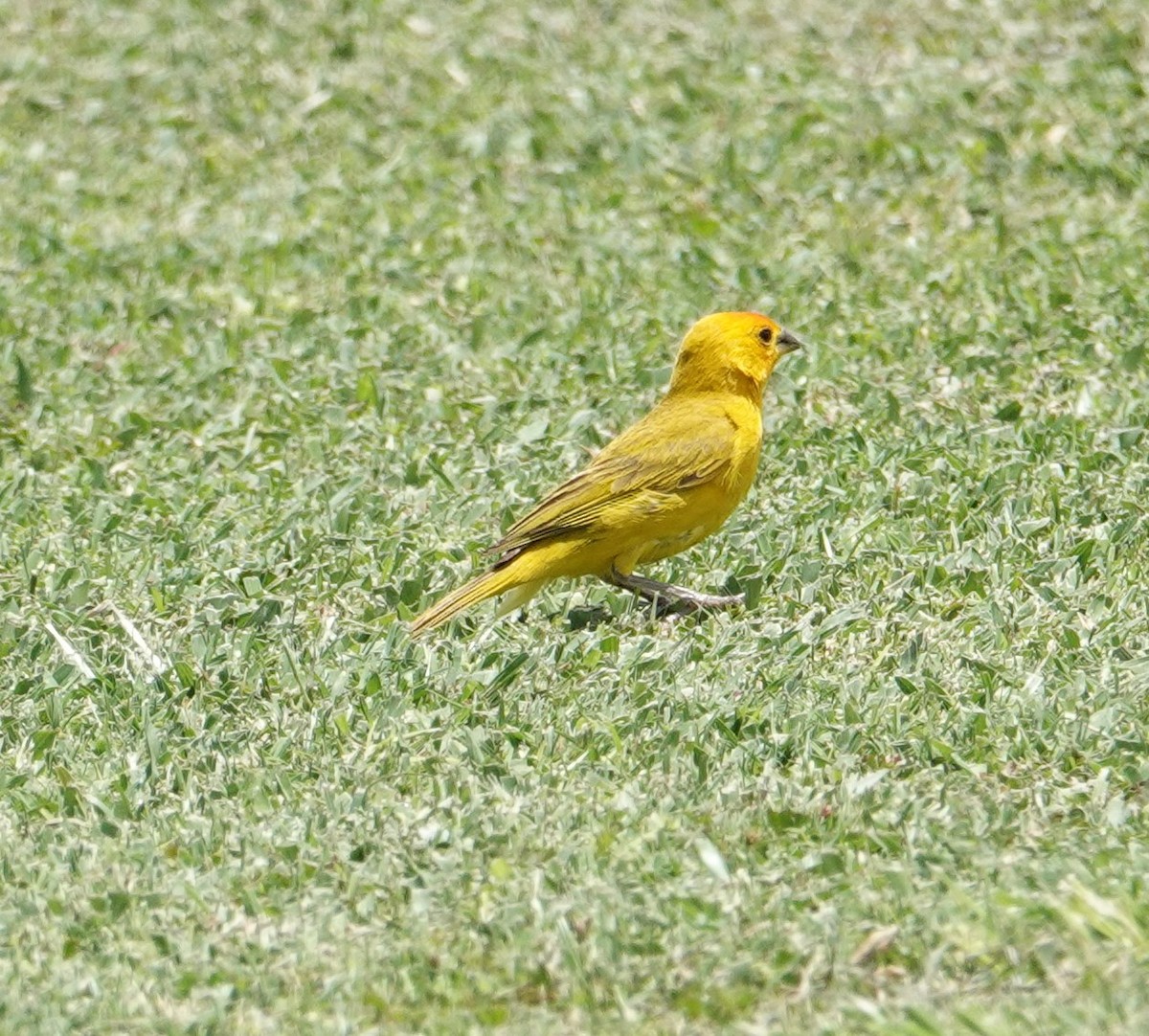 Saffron Finch - ML638508812