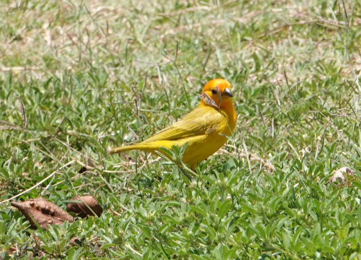 Saffron Finch - ML638508813