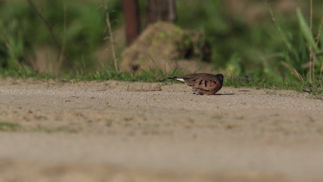 Common Ground Dove - ML638508817