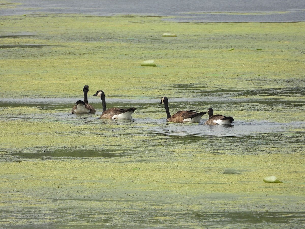 Canada Goose - ML638508823