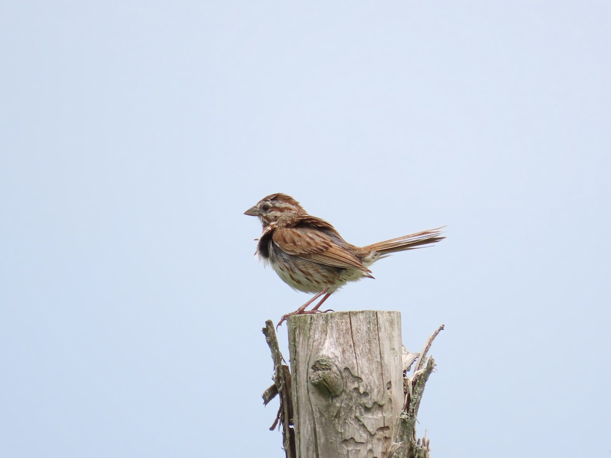 Song Sparrow - ML638508826